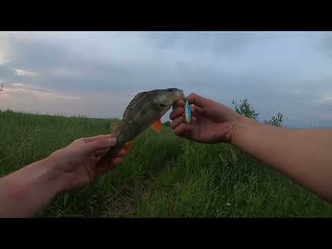 Видео: Селигерская рыбалка. Ловля окуня с азартом!!!