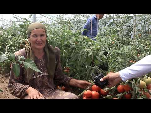Видео: Ба истифода додани иншоот дар чамоати Мирзо Ризо Хисор