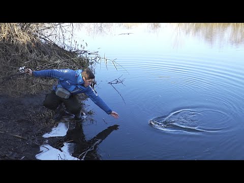 Видео: РЫБАЛКА НА МОНСТРА НА СПИННИНГ С БЕРЕГА ЗИМОЙ!