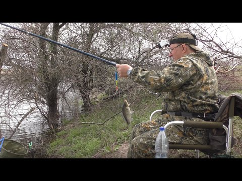 Видео: Крупный карась на поплавок с берега. Рыбалка в кайф.