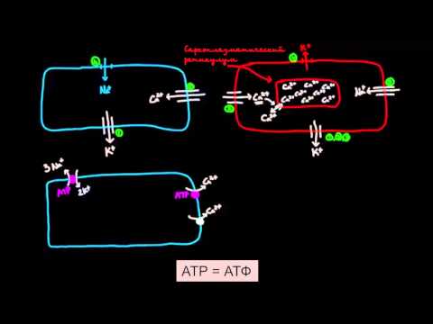 Видео: Восстановления градиентов концентрации в клетках сердца