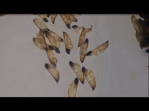 Видео: Сосна обыкновенная.От семени до сеянца