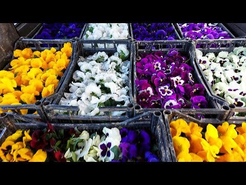 Видео: Выращиваю цветочные культуры без пикировки и без прищипки. ВЕСЬ СЕКРЕТ В ПОДКОРМКАХ. 📌Делюсь успехом