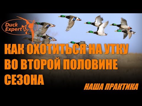 Видео: Как охотиться на утку во второй половине сезона. Наша практика