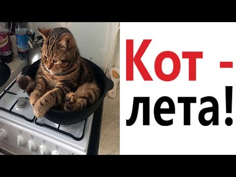 Видео: Лютые приколы. КОТ - ЛЕТА!!! САМОЕ смешное видео! РЖАКА ДО СЛЁЗ! - Domi Show!