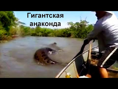 Видео: 9 невероятных случаев снятых на рыбалке!