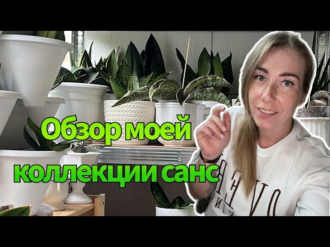Видео: Обзор коллекции санс 💚 1.часть