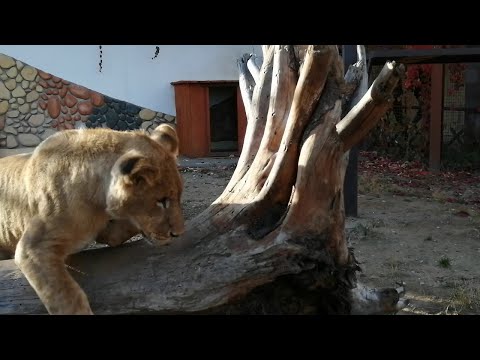 Видео: Львенок Шерхан из Тайгана, леопардик Порш и немного  тигрицы  Симы тоже из Тайгана (1 серия)