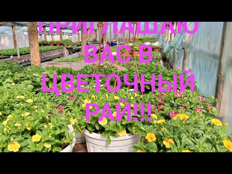 Видео: ОБЗОР ТЕПЛИЦ С ЦВЕТОЧНОЙ РАССАДОЙ! ЗАВТРА БУДЕТ ПЕРВАЯ ТОРГОВЛЯ В НАШЕМ  ТЕПЛИЧНОМ БИЗНЕСЕ!!!