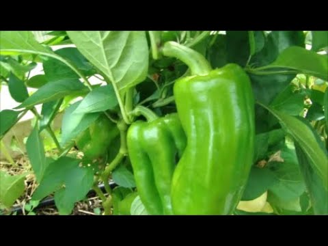 Видео: От таких подкормок перцы будут увешаны плодами сверху донизу!
