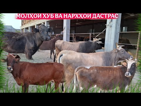 Видео: 👍ЧОР САР МОЛХОИ БУГУЗ🫡.ТЕЛ:+992 008 08 88 47🤙. 15 сентября 2025 г