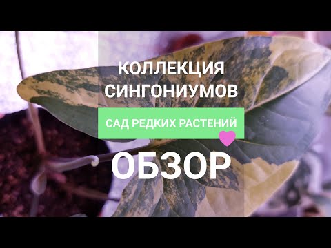 Видео: Мои сингониумы. Обзор коллекции сортовых сингониумов.