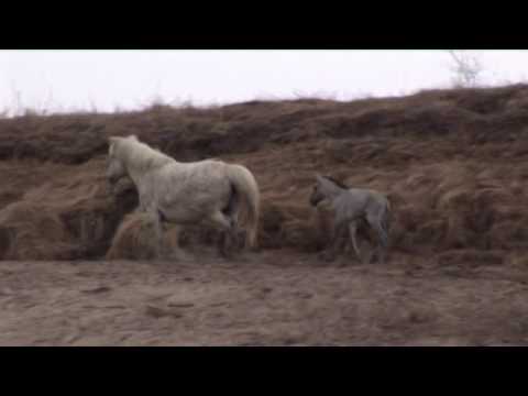 Видео: Буор кут
