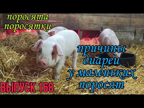 Видео: Диарея у маленьких поросят//Понос у поросят// Причины поноса у поросят// Профилактика и лечение//