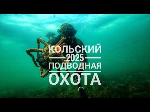 Видео: Кольский полуостров 2025. Подводная охота