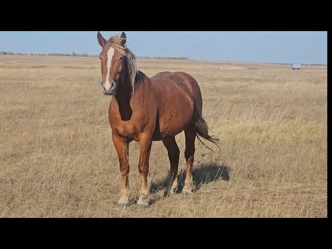 Видео: ЗОЛОТАЯ ОСЕНЬ/ ОЖЕРЕБИЛАСЬ КОБЫЛА КРОШКА. 