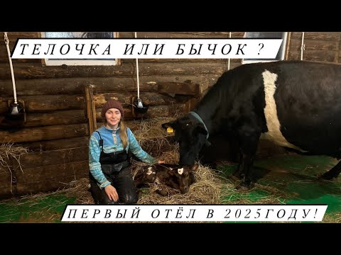 Видео: Приняли СЛОЖНЫЙ ОТЁЛ у Марты! ТЯНУЛИ теленка ВДВОЕМ!