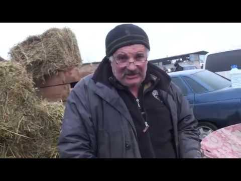 Видео: ярмарка голубів м.Умань