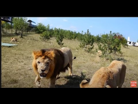 Видео: ЛЕВ в ЯРОСТИ прервал интервью  директора !  Тайган .Крым