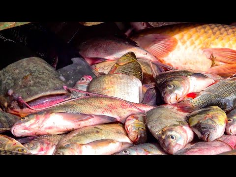 Видео: ВОДА КИПИТ ОТ РЫБЫ! Ради такой рыбалки мы ехали!