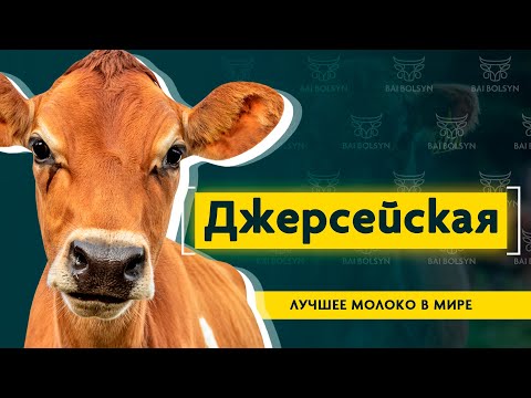 Видео: Джерсейская — самая красивая молочная порода. Конкурент Голштину и лучшее молоко для сыров