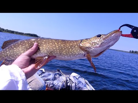 Видео: Буланиха + Уткуль = одна щука