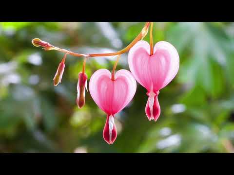 Видео: "Эль Бимбо" - оркестр Поля Мориа (23 минуты). Paul Mauriat - "El Bimbo".