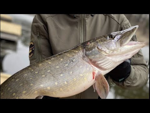 Видео: Щучий рай на озере "Рыбацкая Стрелка ",это было нечто !!!