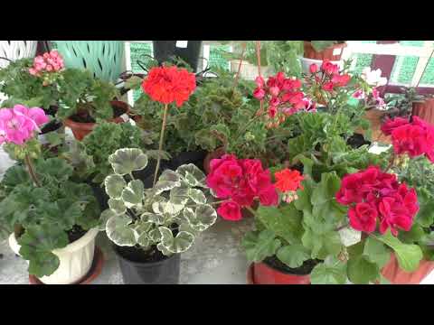 Видео: Пополняю коллекцию пеларгоний. Новое поступление