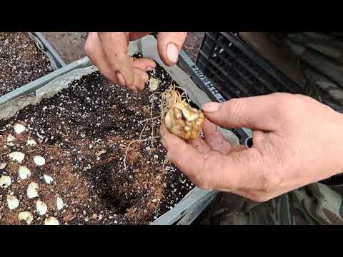 Видео: Как быстро размножить лилии.