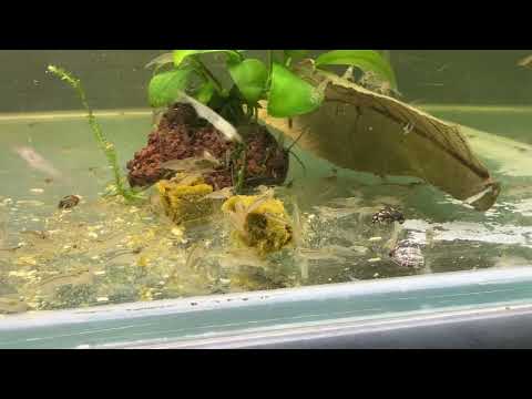 Видео: 🐟✨ Разведение креветки Амано✨🐟 Новая банка🚀  ❤️ Мини обзор аква-стойки и  мальков креветки Амано👋