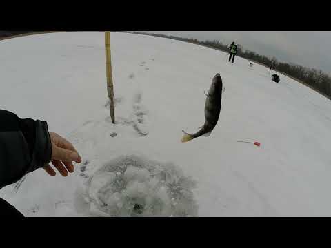 Видео: Глазастый муравей или лесотка? А может пайка? Секреты ловли окуня на безнасадочные мормышки!