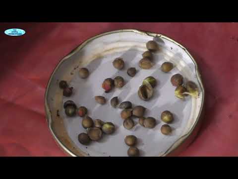 Видео: Мурайя метельчатая. Размножение семенами - легко!