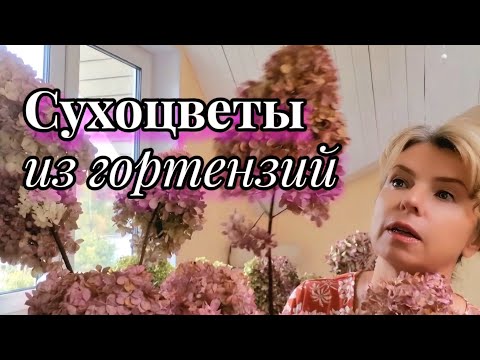 Видео: КАК СДЕЛАТЬ СУХОЦВЕТЫ ИЗ ГОРТЕНЗИЙ? Мой опыт и мои эксперименты.