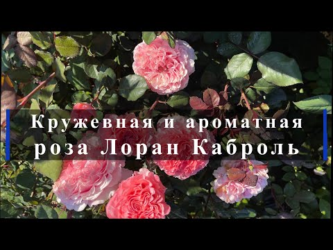 Видео: Кружевная и ароматная - роза Лоран Каброль. Питомник растений Е. Иващенко