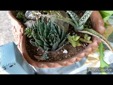 Видео: АЛОЭ💗моя коллекция 20-2-2020.Aloe my collection.