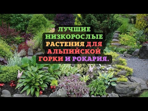 Видео: Лучшие низкорослые растения для альпийской горки и рокария.😮