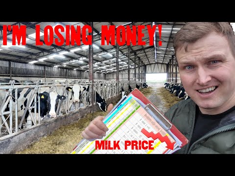Видео: Я узнал, что теперь теряю деньги… и все мои телята сбегают!