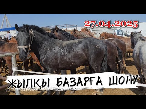 Видео: Жылқы бағасы / Жамбыл ас-ер мал базар 27.04.2025
