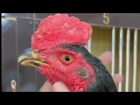 Видео: АССАЛОМУ АЛЛЕКУМ ХАММАГА ПАРВОЗЛАР ТОМОША КИЛИБ МАЗЗА КИЛИЛАР. 