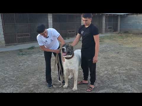 Видео: Питомник Таймас Сапархан Агамыздын Тобеттеры