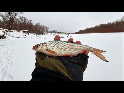 Видео: НЕ ОЖИДАЛ ТАКОГО !!! РЫБАЛКА НА ОБИ ( Сузун ) 8 января 2024г.