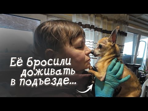 Видео: Маленькую собачку бросили в подъезде... Мы забираем её к себе!