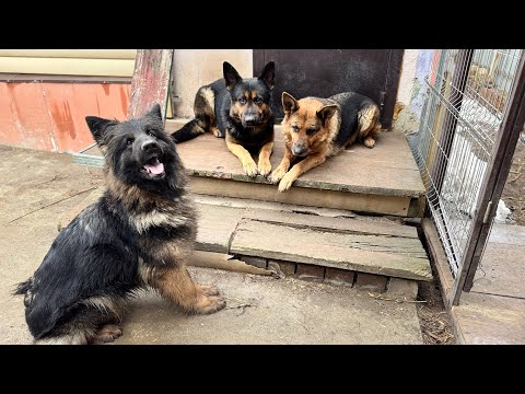 Видео: Немецкие овчарки самые собаки