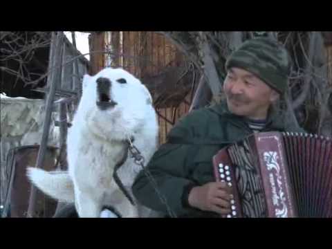 Видео: ТВ передача "Моя Якутия". Кэбэргэнэ. Белая Гора. Абый