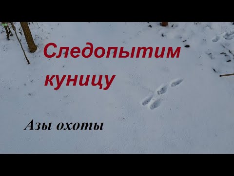 Видео: Азы охоты: следопытим куницу