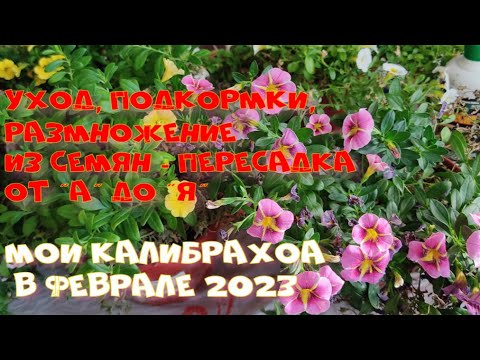 Видео: КАЛИБРАХОА В ФЕВРАЛЕ. Уход, подкормки, размножение. Что выросло из семян.