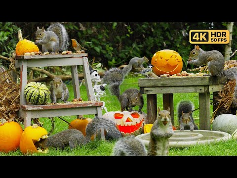 Видео: Кино Для кошек и собак 🎃💀 Специальное предложение «Птицы и белки» на Хэллоуин 🕊️🐿️ птички для кошек