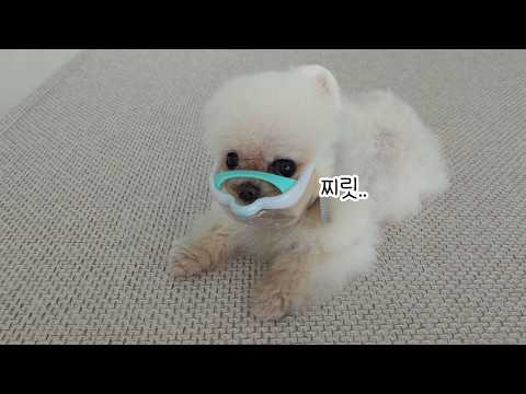 Видео: Моя собака играла во дворе, и у нее почернел рот!