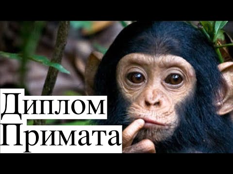 Видео: Диплом Бакалавра | Прикладная Математика и Информатика